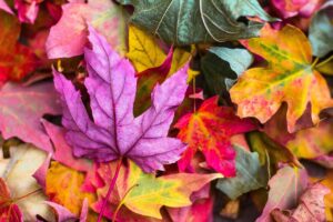 Feuilles d'automne