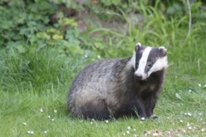 pbarlowart-badger-6295918_1920